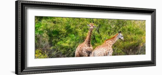 Awesome South Africa Collection Panoramic - Giraffes in Forest-Philippe Hugonnard-Framed Photographic Print