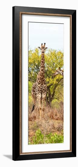 Awesome South Africa Collection Panoramic - Giraffes in Savannah II-Philippe Hugonnard-Framed Photographic Print