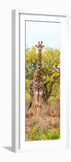 Awesome South Africa Collection Panoramic - Giraffes in Savannah II-Philippe Hugonnard-Framed Photographic Print