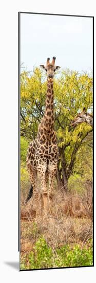 Awesome South Africa Collection Panoramic - Giraffes in Savannah II-Philippe Hugonnard-Mounted Photographic Print