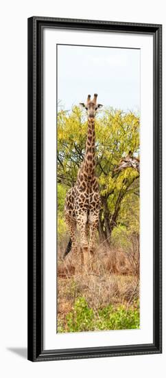 Awesome South Africa Collection Panoramic - Giraffes in Savannah II-Philippe Hugonnard-Framed Photographic Print