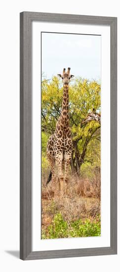 Awesome South Africa Collection Panoramic - Giraffes in Savannah II-Philippe Hugonnard-Framed Photographic Print