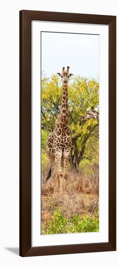Awesome South Africa Collection Panoramic - Giraffes in Savannah II-Philippe Hugonnard-Framed Photographic Print