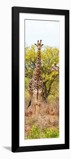 Awesome South Africa Collection Panoramic - Giraffes in Savannah II-Philippe Hugonnard-Framed Photographic Print