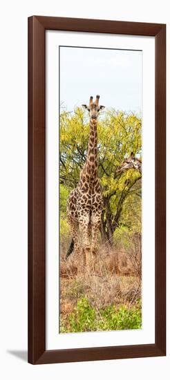 Awesome South Africa Collection Panoramic - Giraffes in Savannah II-Philippe Hugonnard-Framed Photographic Print