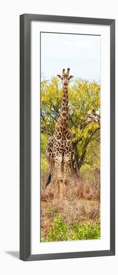 Awesome South Africa Collection Panoramic - Giraffes in Savannah II-Philippe Hugonnard-Framed Photographic Print