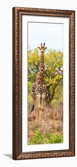 Awesome South Africa Collection Panoramic - Giraffes in Savannah II-Philippe Hugonnard-Framed Photographic Print