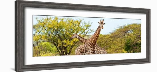 Awesome South Africa Collection Panoramic - Giraffes in Savannah III-Philippe Hugonnard-Framed Premium Photographic Print