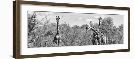 Awesome South Africa Collection Panoramic - Herd of Giraffes B&W-Philippe Hugonnard-Framed Photographic Print