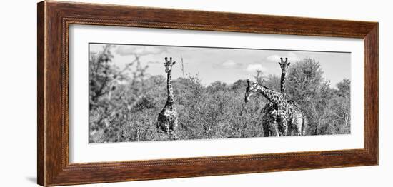 Awesome South Africa Collection Panoramic - Herd of Giraffes B&W-Philippe Hugonnard-Framed Photographic Print