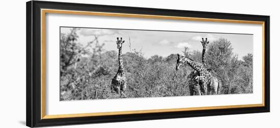 Awesome South Africa Collection Panoramic - Herd of Giraffes B&W-Philippe Hugonnard-Framed Photographic Print