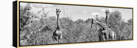 Awesome South Africa Collection Panoramic - Herd of Giraffes B&W-Philippe Hugonnard-Framed Premier Image Canvas