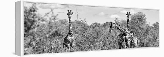 Awesome South Africa Collection Panoramic - Herd of Giraffes B&W-Philippe Hugonnard-Framed Premier Image Canvas