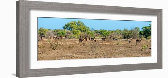 Awesome South Africa Collection Panoramic - Herd of Impalas-Philippe Hugonnard-Framed Photographic Print