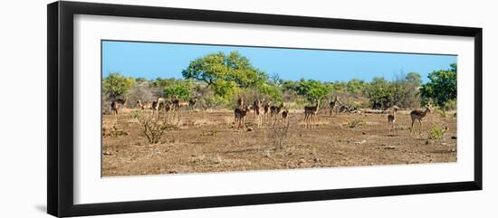 Awesome South Africa Collection Panoramic - Herd of Impalas-Philippe Hugonnard-Framed Photographic Print