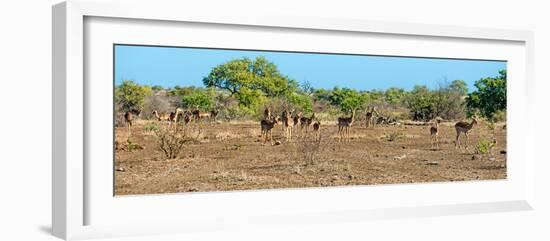 Awesome South Africa Collection Panoramic - Herd of Impalas-Philippe Hugonnard-Framed Photographic Print