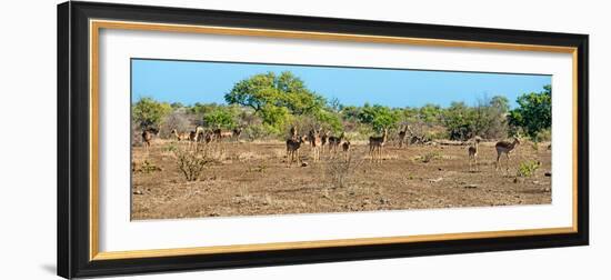 Awesome South Africa Collection Panoramic - Herd of Impalas-Philippe Hugonnard-Framed Photographic Print