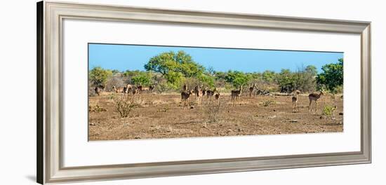 Awesome South Africa Collection Panoramic - Herd of Impalas-Philippe Hugonnard-Framed Photographic Print