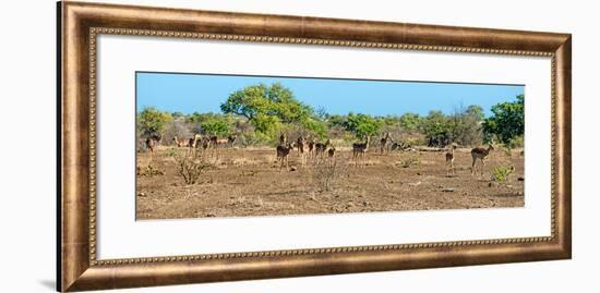 Awesome South Africa Collection Panoramic - Herd of Impalas-Philippe Hugonnard-Framed Photographic Print