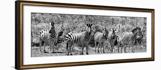 Awesome South Africa Collection Panoramic - Herd of Zebras B&W-Philippe Hugonnard-Framed Photographic Print