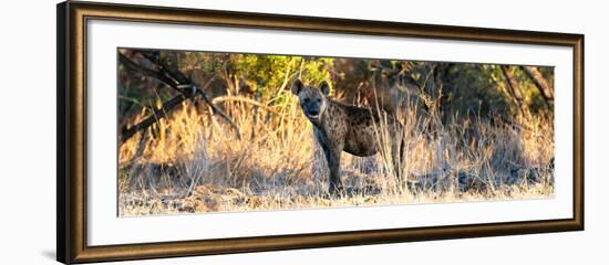 Awesome South Africa Collection Panoramic - Hyena at Sunrise-Philippe Hugonnard-Framed Photographic Print