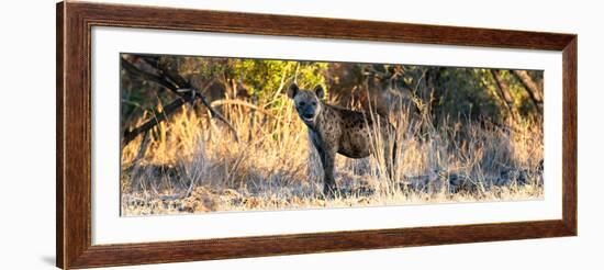 Awesome South Africa Collection Panoramic - Hyena at Sunrise-Philippe Hugonnard-Framed Photographic Print