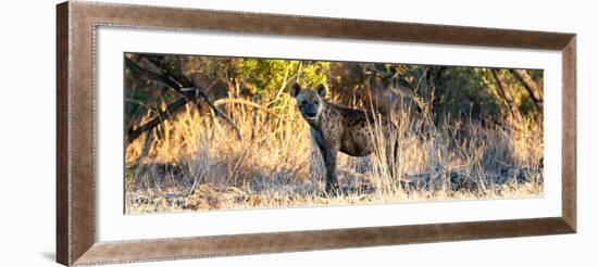 Awesome South Africa Collection Panoramic - Hyena at Sunrise-Philippe Hugonnard-Framed Photographic Print