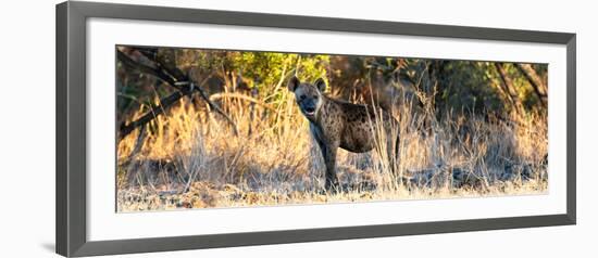 Awesome South Africa Collection Panoramic - Hyena at Sunrise-Philippe Hugonnard-Framed Photographic Print