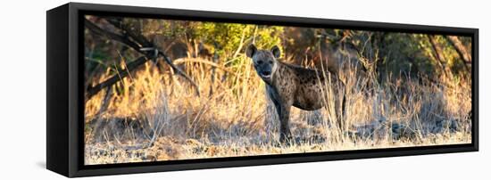 Awesome South Africa Collection Panoramic - Hyena at Sunrise-Philippe Hugonnard-Framed Premier Image Canvas