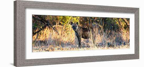 Awesome South Africa Collection Panoramic - Hyena at Sunrise-Philippe Hugonnard-Framed Photographic Print