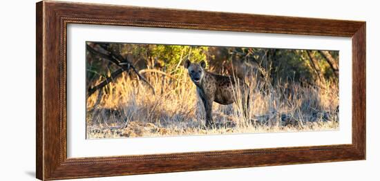 Awesome South Africa Collection Panoramic - Hyena at Sunrise-Philippe Hugonnard-Framed Photographic Print