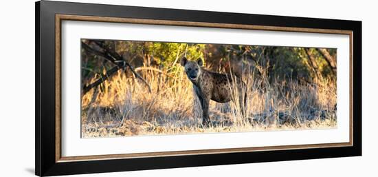 Awesome South Africa Collection Panoramic - Hyena at Sunrise-Philippe Hugonnard-Framed Photographic Print