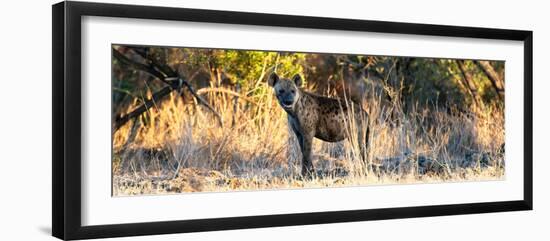 Awesome South Africa Collection Panoramic - Hyena at Sunrise-Philippe Hugonnard-Framed Photographic Print