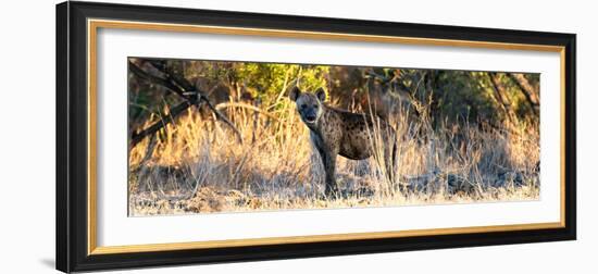 Awesome South Africa Collection Panoramic - Hyena at Sunrise-Philippe Hugonnard-Framed Photographic Print