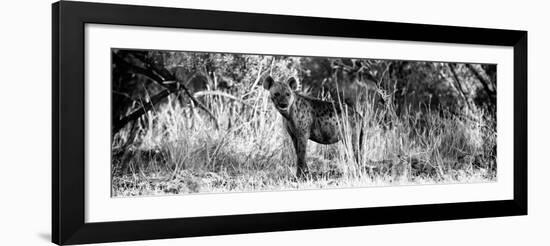 Awesome South Africa Collection Panoramic - Hyena B&W-Philippe Hugonnard-Framed Photographic Print