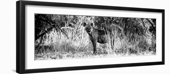 Awesome South Africa Collection Panoramic - Hyena B&W-Philippe Hugonnard-Framed Photographic Print