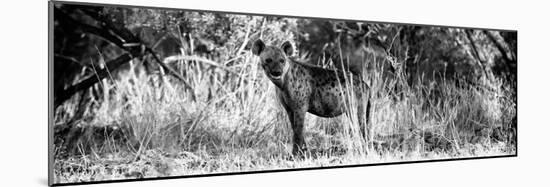 Awesome South Africa Collection Panoramic - Hyena B&W-Philippe Hugonnard-Mounted Photographic Print