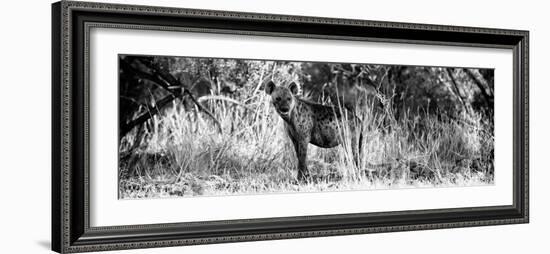 Awesome South Africa Collection Panoramic - Hyena B&W-Philippe Hugonnard-Framed Photographic Print