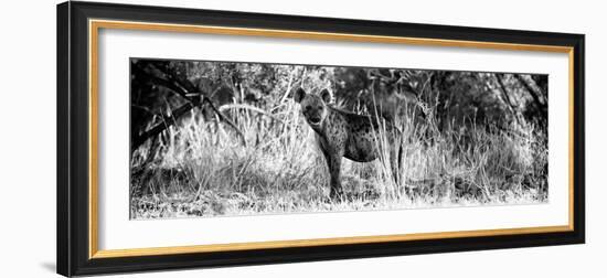 Awesome South Africa Collection Panoramic - Hyena B&W-Philippe Hugonnard-Framed Photographic Print