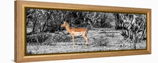 Awesome South Africa Collection Panoramic - Impala Antelope II-Philippe Hugonnard-Framed Premier Image Canvas