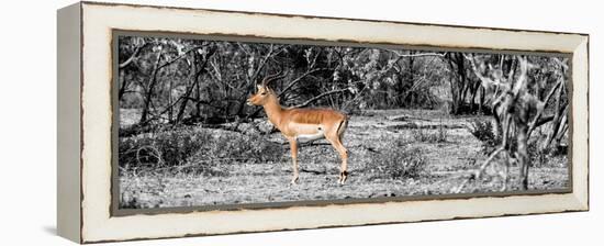 Awesome South Africa Collection Panoramic - Impala Antelope II-Philippe Hugonnard-Framed Premier Image Canvas