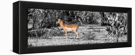 Awesome South Africa Collection Panoramic - Impala Antelope II-Philippe Hugonnard-Framed Premier Image Canvas