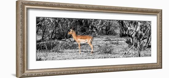 Awesome South Africa Collection Panoramic - Impala Antelope II-Philippe Hugonnard-Framed Photographic Print