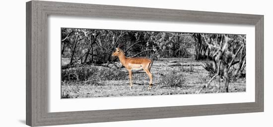 Awesome South Africa Collection Panoramic - Impala Antelope II-Philippe Hugonnard-Framed Photographic Print