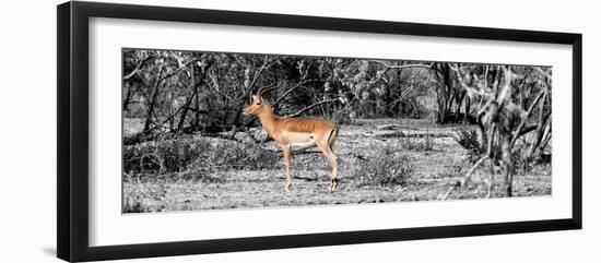 Awesome South Africa Collection Panoramic - Impala Antelope II-Philippe Hugonnard-Framed Photographic Print