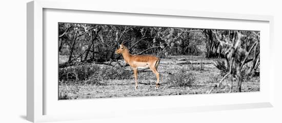 Awesome South Africa Collection Panoramic - Impala Antelope II-Philippe Hugonnard-Framed Photographic Print