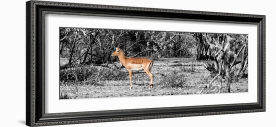 Awesome South Africa Collection Panoramic - Impala Antelope II-Philippe Hugonnard-Framed Photographic Print