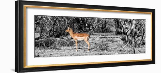 Awesome South Africa Collection Panoramic - Impala Antelope II-Philippe Hugonnard-Framed Photographic Print