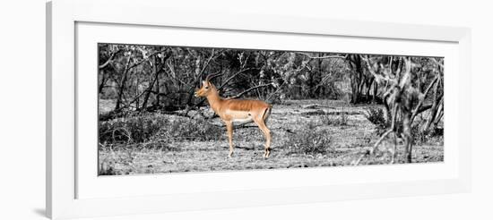 Awesome South Africa Collection Panoramic - Impala Antelope II-Philippe Hugonnard-Framed Photographic Print