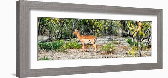 Awesome South Africa Collection Panoramic - Impala Antelope-Philippe Hugonnard-Framed Photographic Print